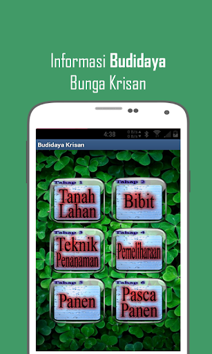 Budidaya Bunga Krisan