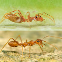 Red weaver ant mimic spider