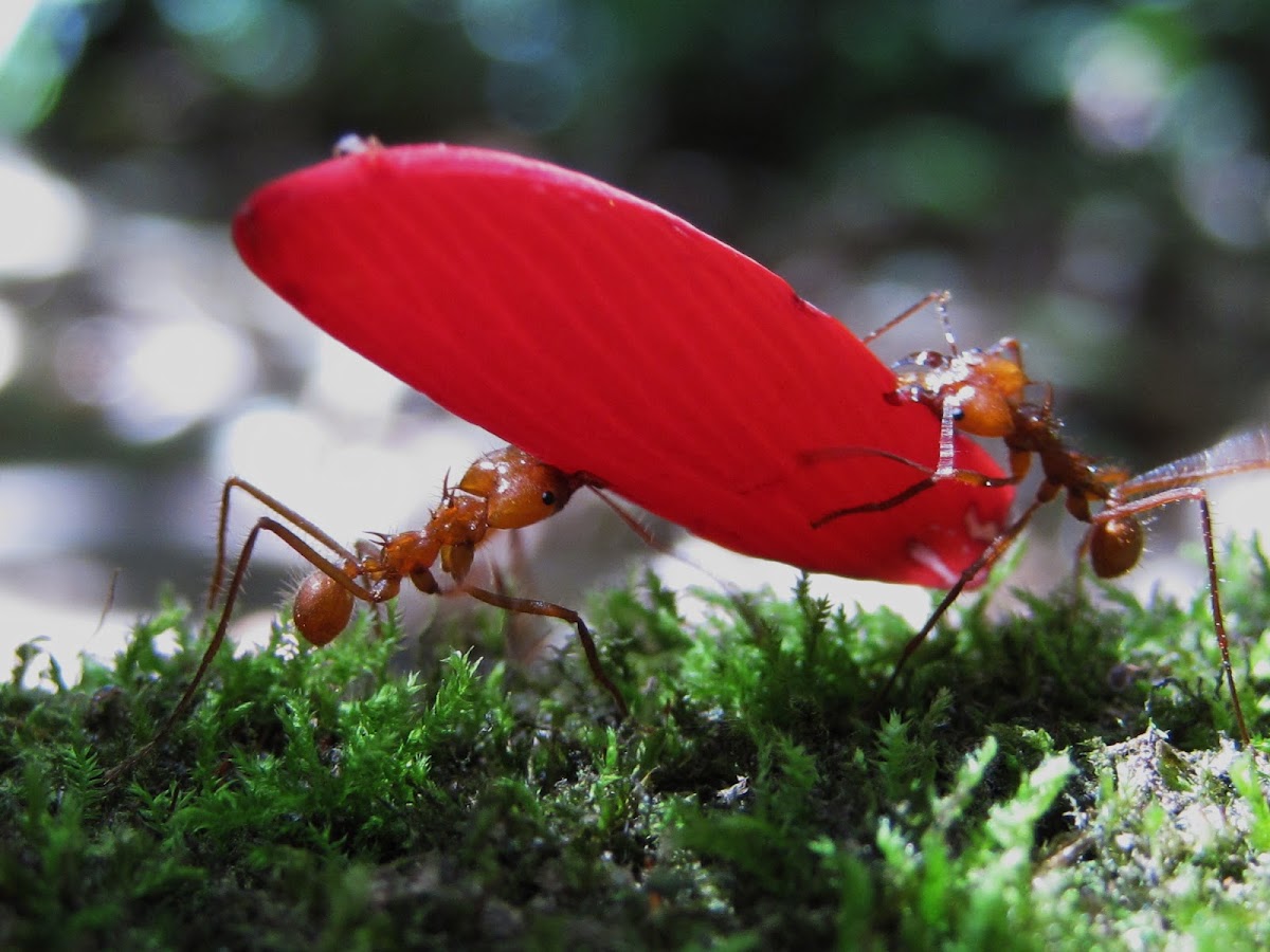 Leaf-cutter ants