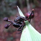 Ant Parasite Fungus