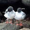Swallow-tailed gull