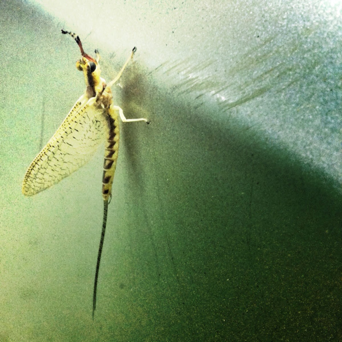 Golden Mayfly