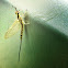 Golden Mayfly