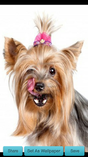How to download Licking Dog Wallpaper 1.0 unlimited apk for pc