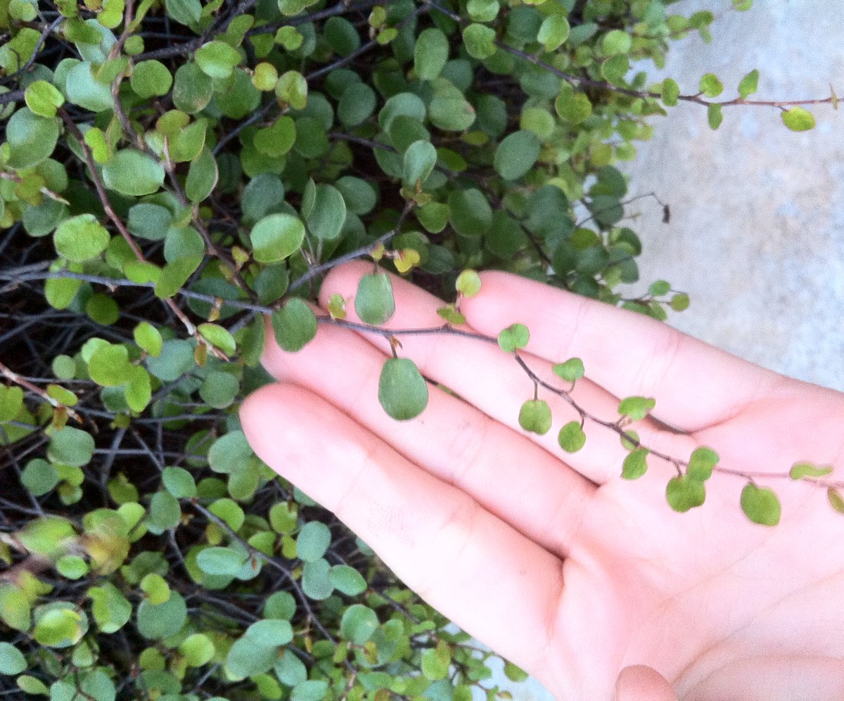 Creeping wire vine