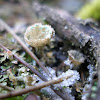 cup lichen