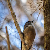 Golden Whistler (female)