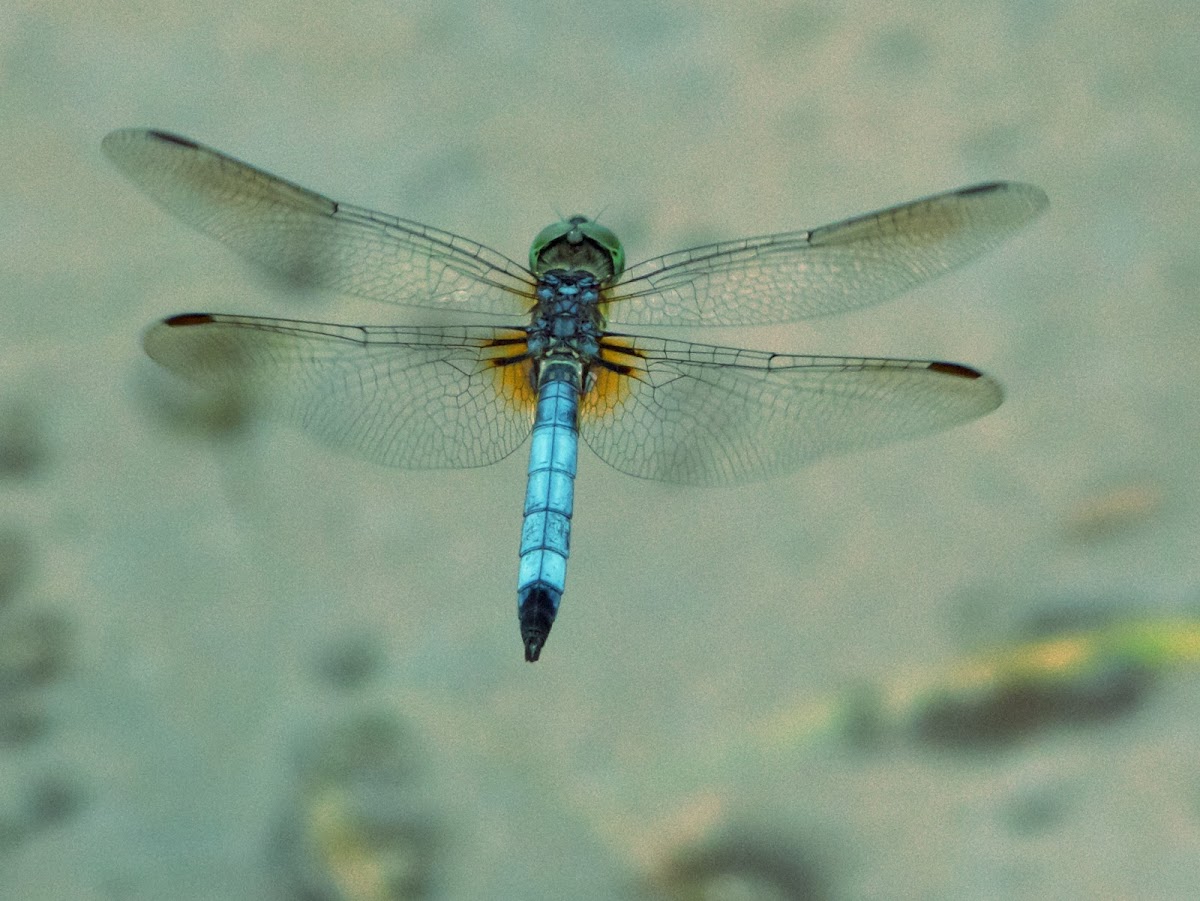 Blue Dasher dragonfly (male, in flight)