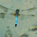 Blue Dasher dragonfly (male, in flight)