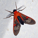 Red Wasp moth