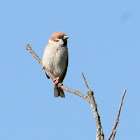 Eurasian Tree Sparrow; Gorrión molinero