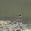 Black-winged Stilt