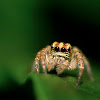 Jumping Spider