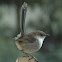 Superb Fairy wren