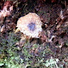 Parasitic fungus on agaric mushroom
