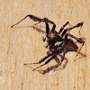 Portia Jumping Spider