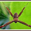 Argiope Spider male.