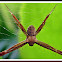 Argiope Spider male.