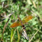 Eastern Amberwing