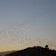 Red-winged Blackbirds flocking at dusk
