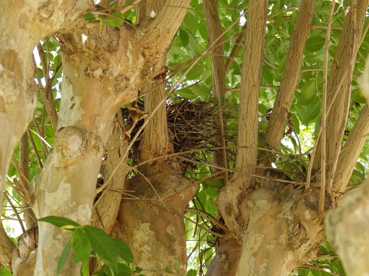 Unfinished Bird's Nest