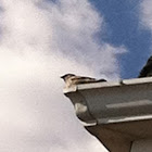 House Sparrow