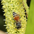 Dwarf Honeybee