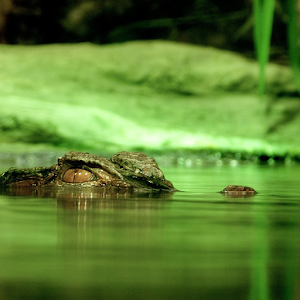 Crocodiles Wallpaper 1.0
