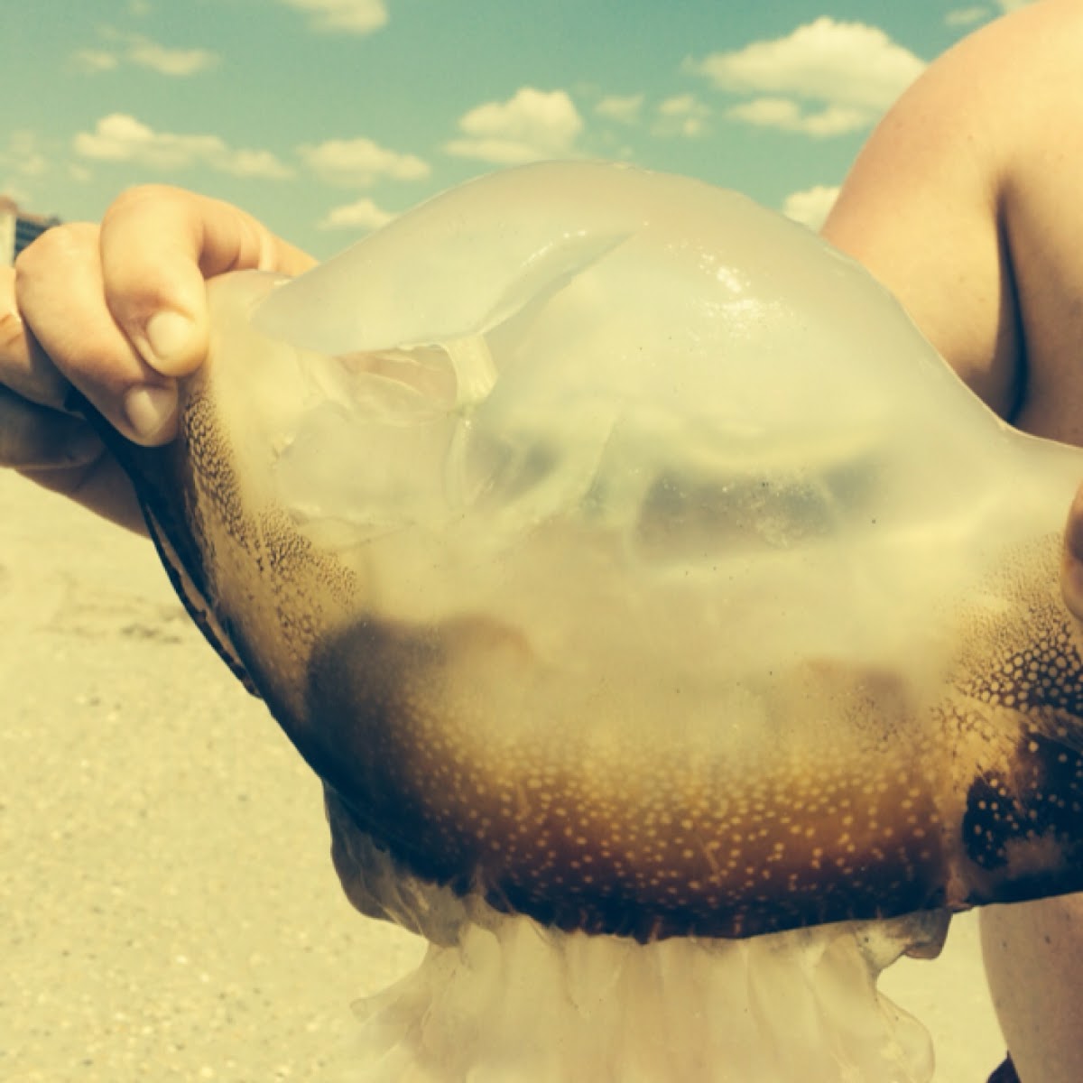 Cannonball Jellyfish