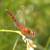 Meadowhawk