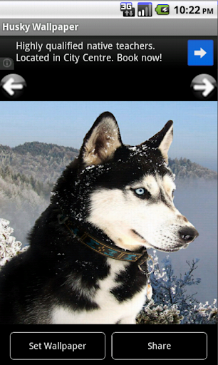 Husky - Animal Wallpapers