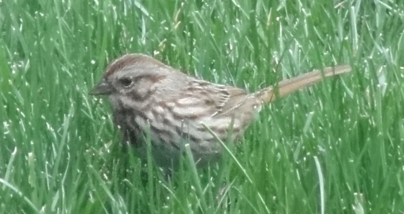 Song Sparrow