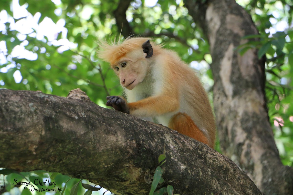 Toque Macaque