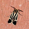 Banded tiger moth