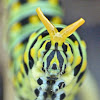 Black swallowtail (caterpillar)