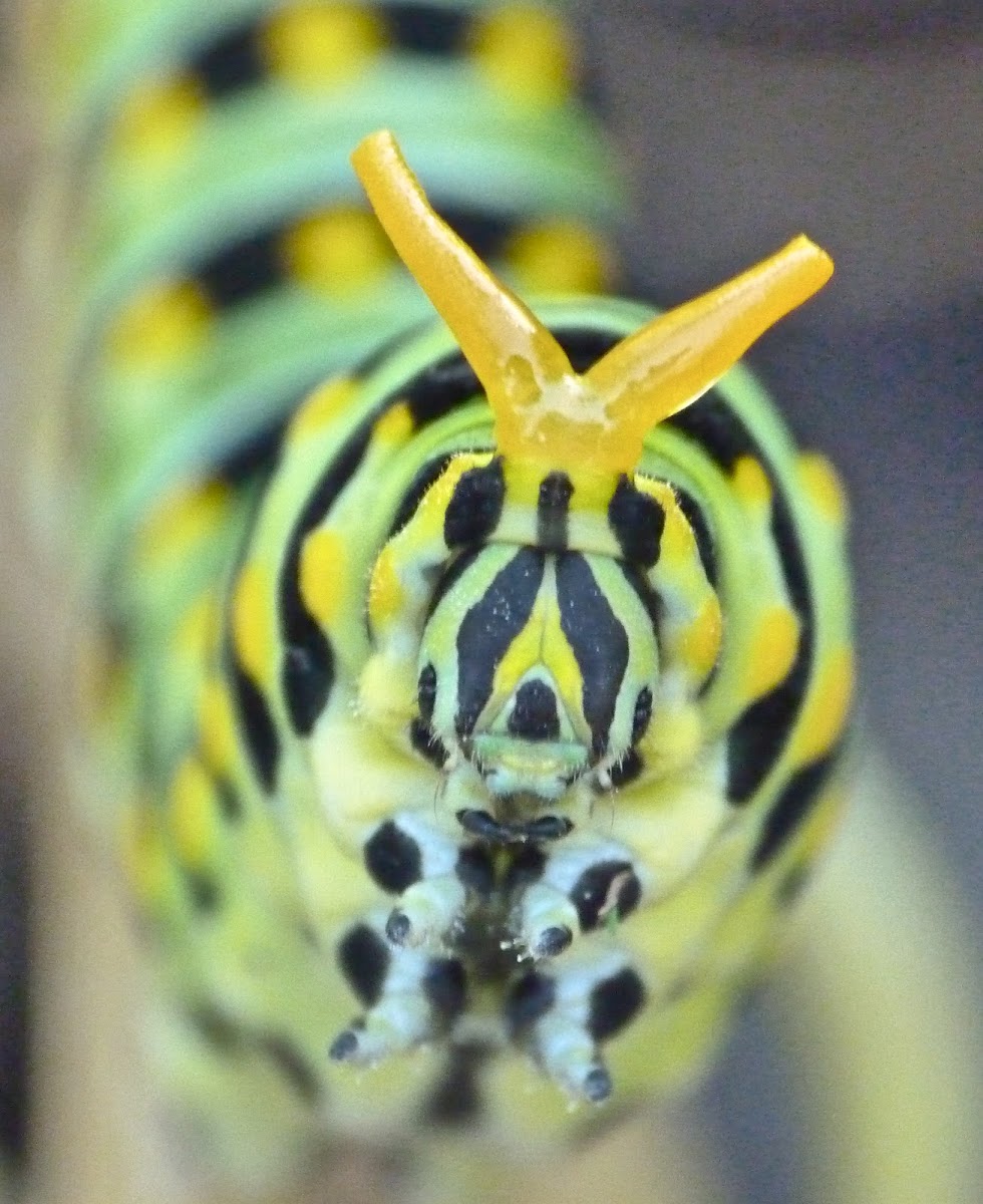 Black swallowtail (caterpillar)