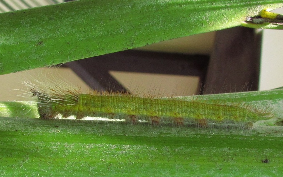 Palm King, green larval form