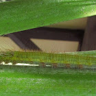Palm King, green larval form