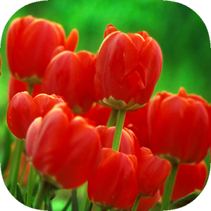 Flowers & Gardens Wallpapers.apk 1.2