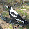 Australian White-backed Magpie