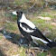 Australian White-backed Magpie