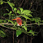 Madagascar Pigmy Kingfisher
