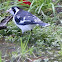 magpie lark/mudlark -female