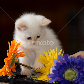 by RJ Photographics - Novices Only Pets