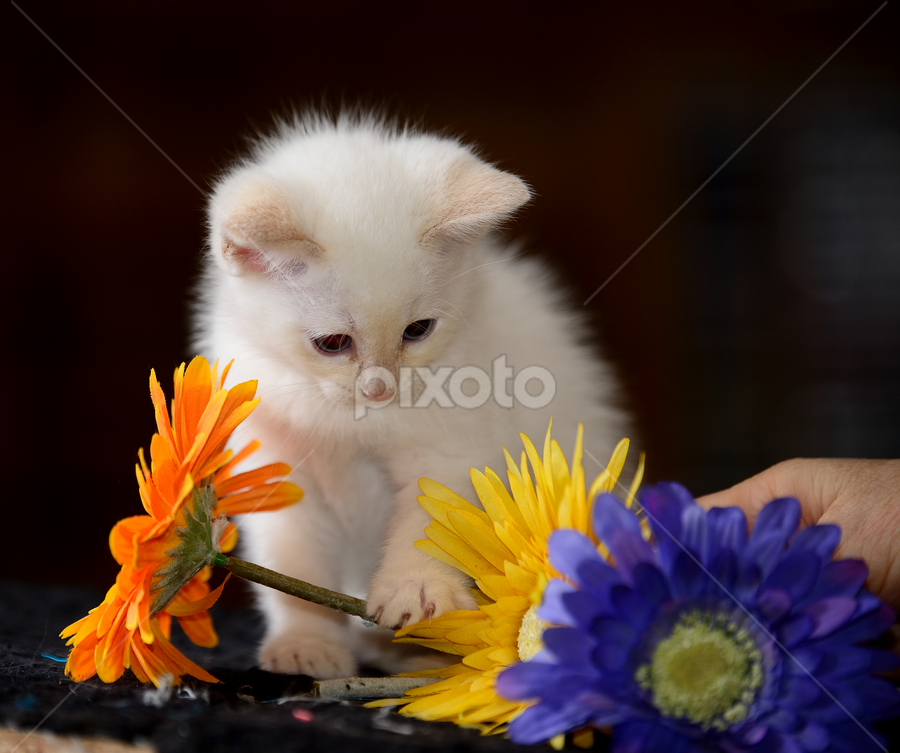 by RJ Photographics - Novices Only Pets
