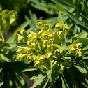 Cypress Spurge