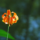 Michigan Lily