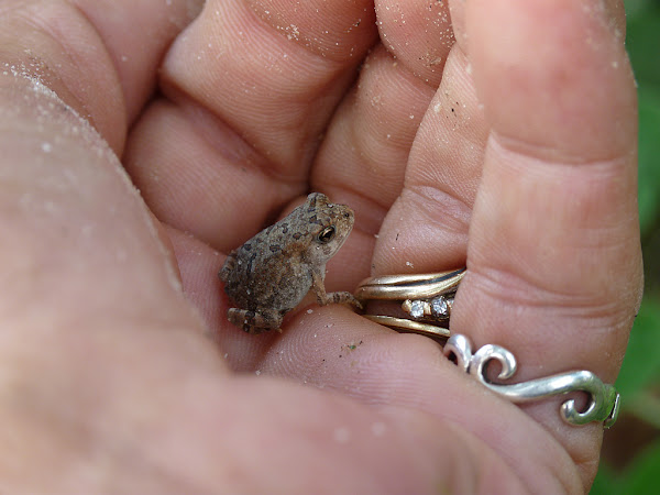 Fowler's Toadet | Project Noah