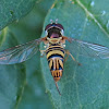 Syrphid Fly (female)