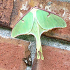 Luna moth